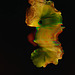 leaf-island-abstract