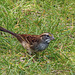 Juvenile White-throated Sparrow / Zonotrichia albicollis