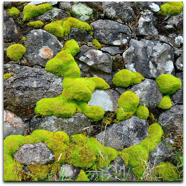 Moss and lichen on an old stone wall