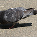 Pigeon EF7A3468