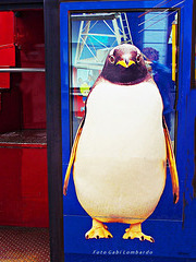 a penguin in the store