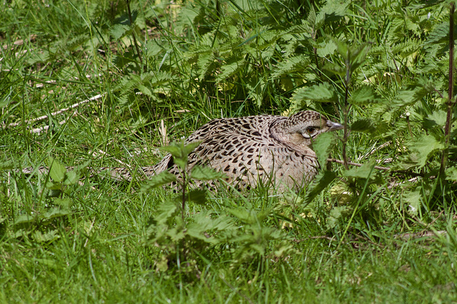 Female Pheasant