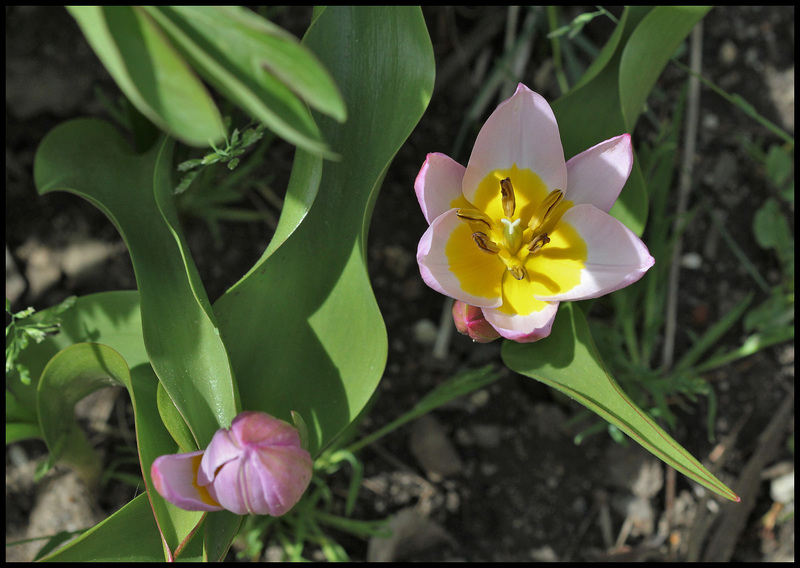 Tulipa bakeri Lilac Wonder (3)