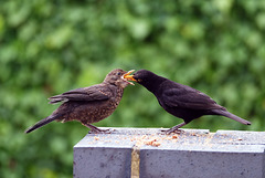 Father Blackbird Mouth-Feeding His Young One 2