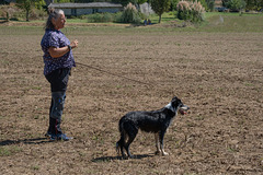 concours chiens de berger à Vaunaveys la Rochette