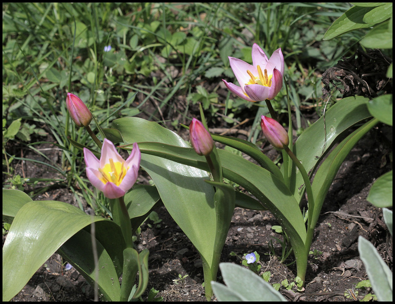Tulipa bakeri Lilac Wonder (4)