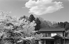 House with the cherry tree