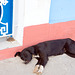 Street pup, Remedios, Cuba