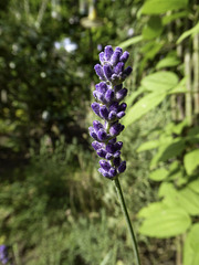 English Lavender for H.A.N.W.E