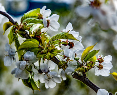 Tiempo de cerezos en flor. Buena primavera para todos