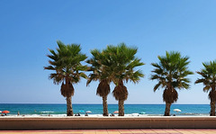 Palmiers Espagne