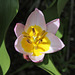Tulipa bakeri Lilac Wonder (5)