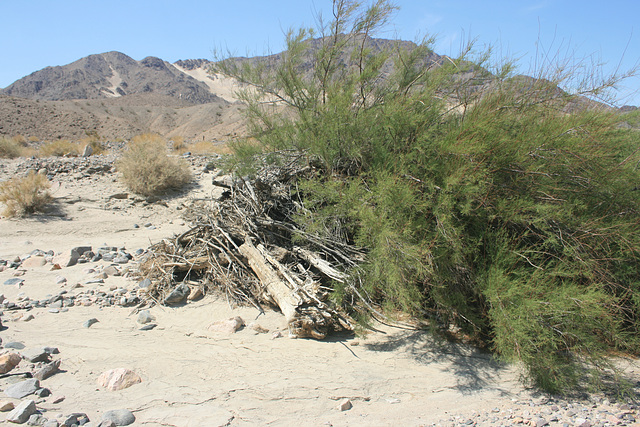 Driftwood in the Desert