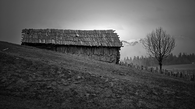 hut with tree