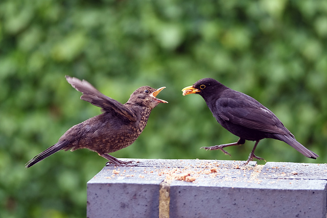 Father Blackbird Mouth-Feeding His Young One 1