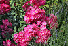 Kartause Ittingen - Rosa gallica (Essig-Rose)