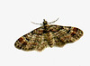 Ein winziger Schmetterling an der Hauswand  (1,5 cm breit)