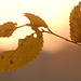 Herbstblätter im Morgennebel