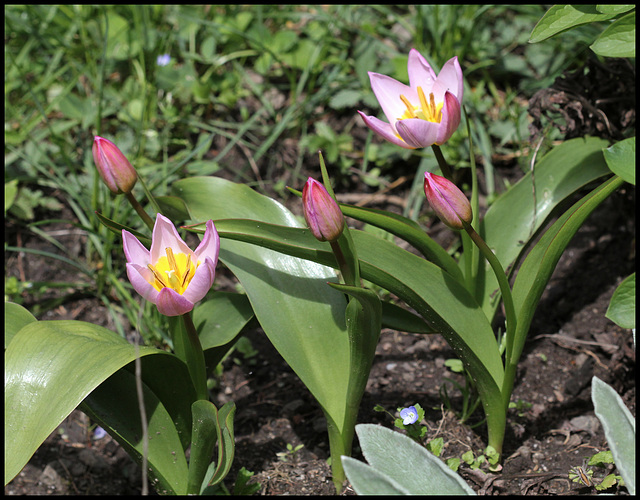 Tulipa bakeri Lilac Wonder (6)