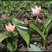Tulipa bakeri Lilac Wonder (6)