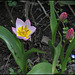 Tulipa bakeri Lilac Wonder