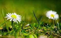 Die kleinen Gänseblümchen gehören zu einer schönen Wiese dazu :))  The little daisies are part of a beautiful meadow :))  Les petites marguerites font partie d'une belle prairie :))
