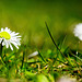 Die kleinen Gänseblümchen gehören zu einer schönen Wiese dazu :))  The little daisies are part of a beautiful meadow :))  Les petites marguerites font partie d'une belle prairie :))