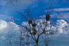 1 (99)...austria tree...spring