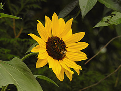 20220919 1717CPw [D~LIP] Sonnenblume (Helianthus annuus), Ackerhummel (Bombus pascuorum), Bad Salzuflen