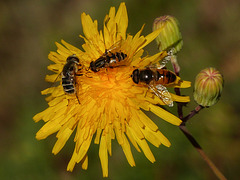 Three insect species on a single flower