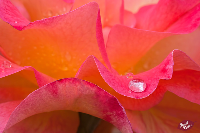 366/366: Pink Petals with a Crystal Tear