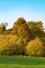 Herbstliche Bäume am Döhmberg