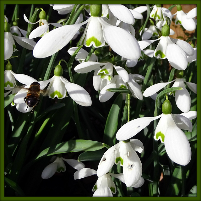 Snowdrops and bee