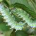 Two caterpillars