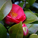 shy camellia