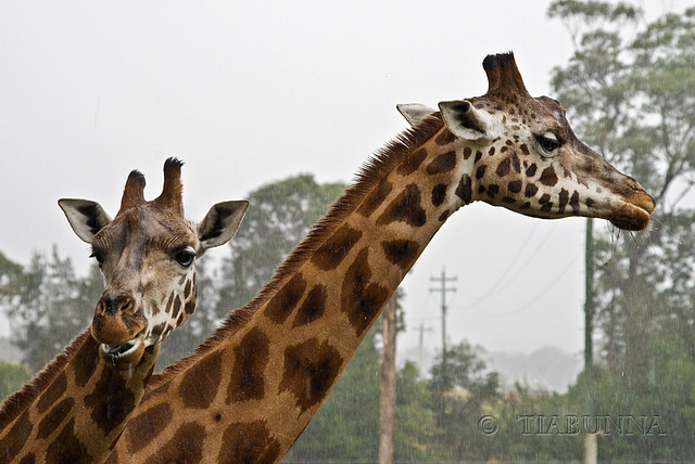 Wet giraffes
