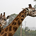 Wet giraffes