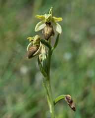 Ophrys spec. (O. sphegodes - Gruppe) - 2015-04-20--D4 DSC0296