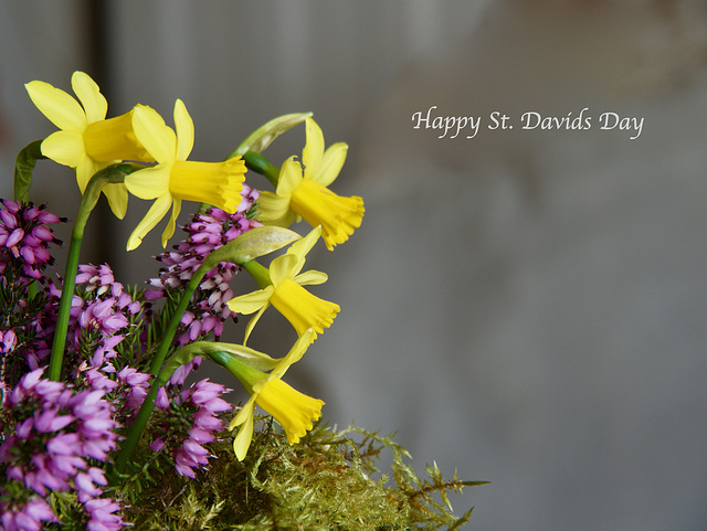 St. Davids Day