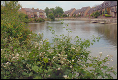 brambles by the river