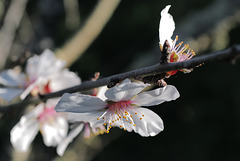 Prunus dulcis, Penedos, Amêndoeira