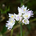 Allium cf. roseum - 2015-04-20--D4 DSC0304