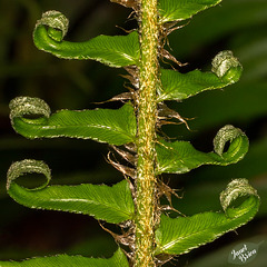 Curled Fronds of the Sword Fern