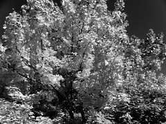 Autumn in black & white