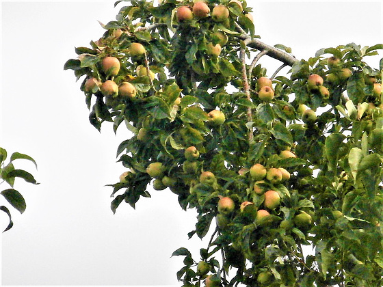Apples galore on the tree infront of my window