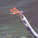 Golden-winged skimmer (M)