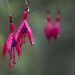 Droplet-Drizzled Fuschias at Honeyman State Park