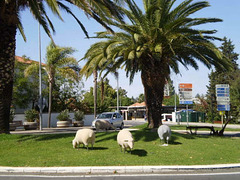 The sheep roundabout.