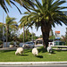 The sheep roundabout.