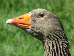 Domestic Goose female, Akesi Farms